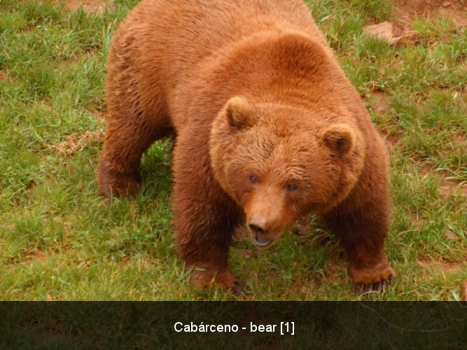 Cabárceno - bear [1].