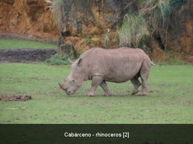 Cabárceno - rhinoceros [2].